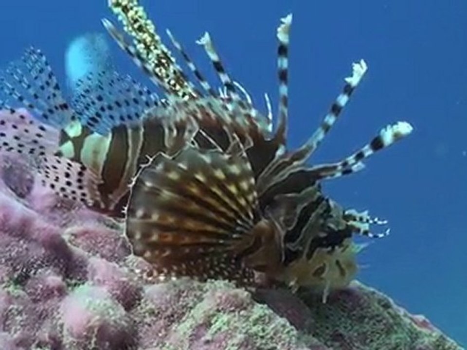 Scuba diving at Edgell Patches, Kota Kinabalu, Sabah, Borneo