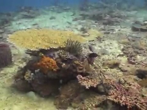 Scuba diving in Kota Kinabalu, Sabah, Malaysia with Borneo