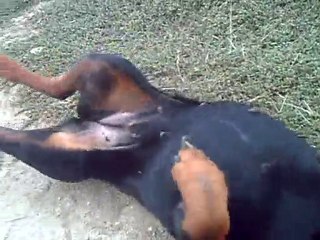 Rottweiller les 4 fers en l'air !!!!!!