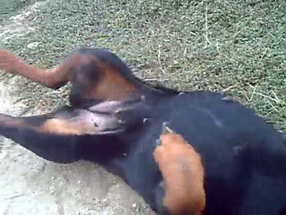Rottweiller les 4 fers en l'air !!!!!!