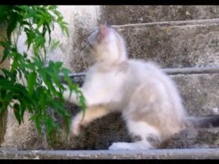 Kaya, mini évolution