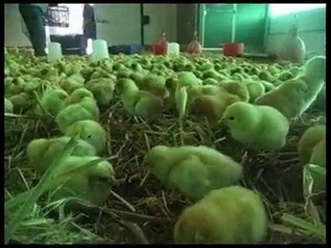 Ces animaux que tu manges Part.2-LesPoulets que tu manges