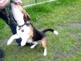 beagle- lucky jouant.. il s'elance, futur beagle volant???