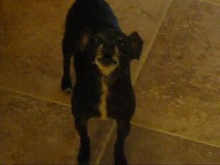 Chihuahua Dog Singing The Blues