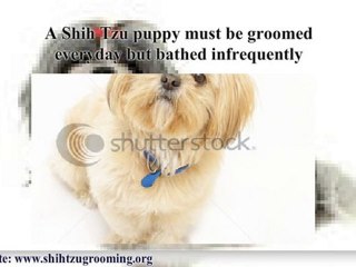ShihTzu Grooming Essentials: Elementary Rules for Brushes an