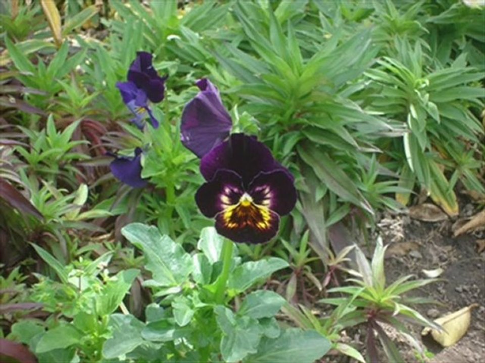 GAMA DE FLORES_0001