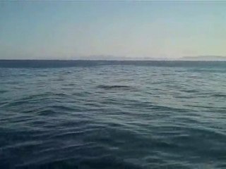 Blue Whales off Southern California Coast