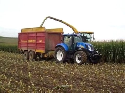 Herens à l'Ensilage de maïs 2010