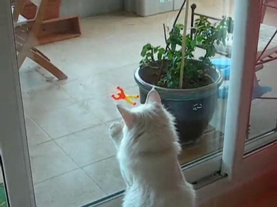 Chat curieux