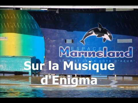 REPORTAGE PHOTOS SPECTACLE MARINELAND ANTIBES