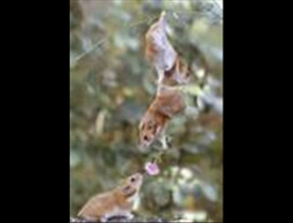 FATİH KISA PARMAK - KIRMIZI KARANFİL