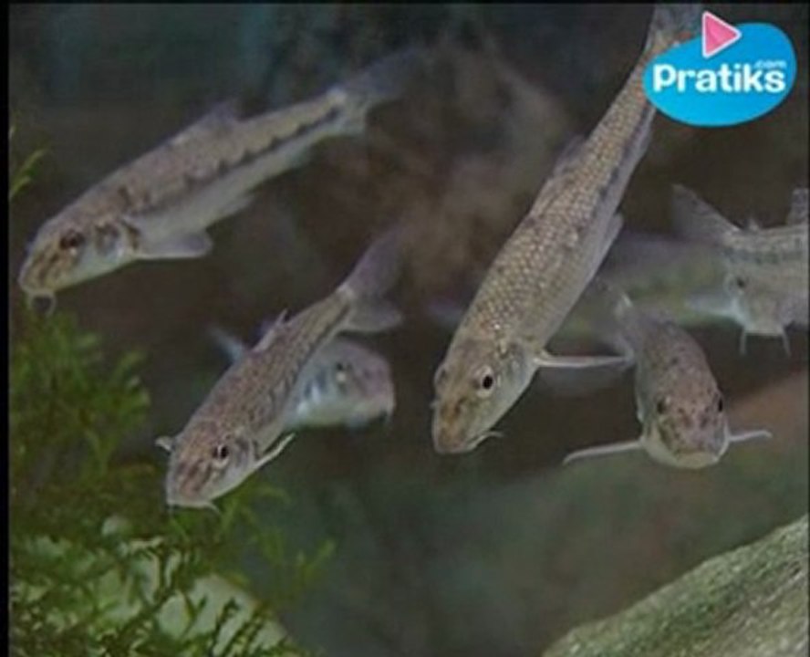 Comment reconnaître un goujon ?