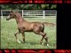 Arabian Sport Horse Arizona, Sports horses for sale Az, Hor