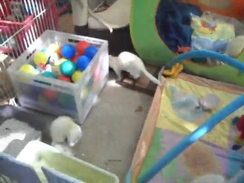 association les furets 2eme chance 5 octobre 2010