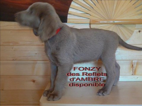 BRAQUE DE WEIMAR POIL LONG DES REFLETS d' AMBRE : 2 MOIS !