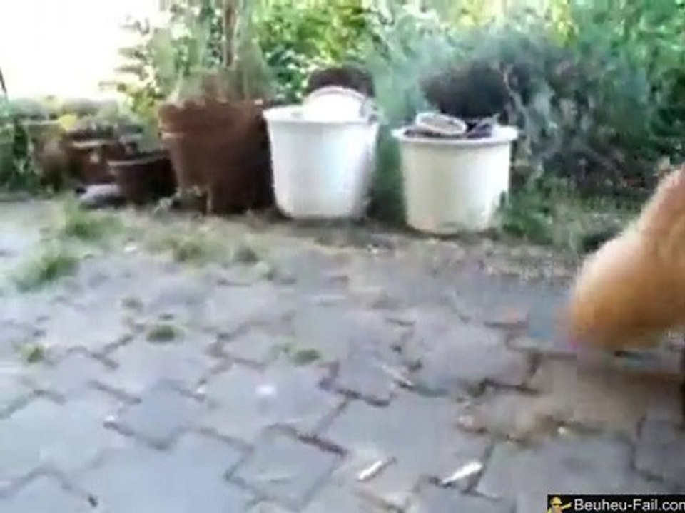 Un corbeau joue à la balle avec un chien