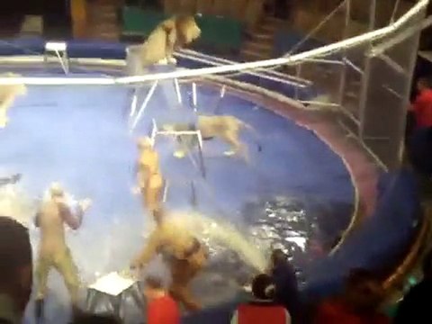 Des lions attaquent violemment leur dompteur