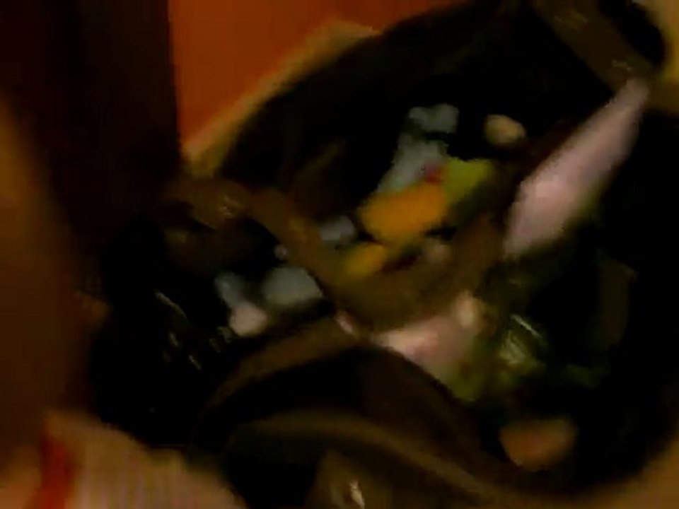 Choupette fouille son sac!