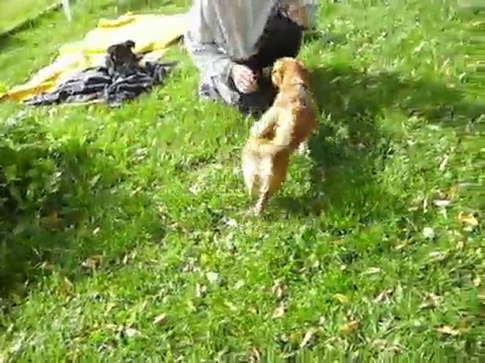 Lulu beim spielen