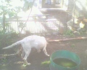 İngiliz Setter 2 Çakır