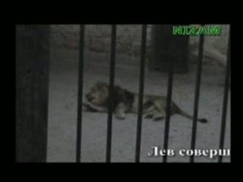 LION QUI DIT (ALLAH)