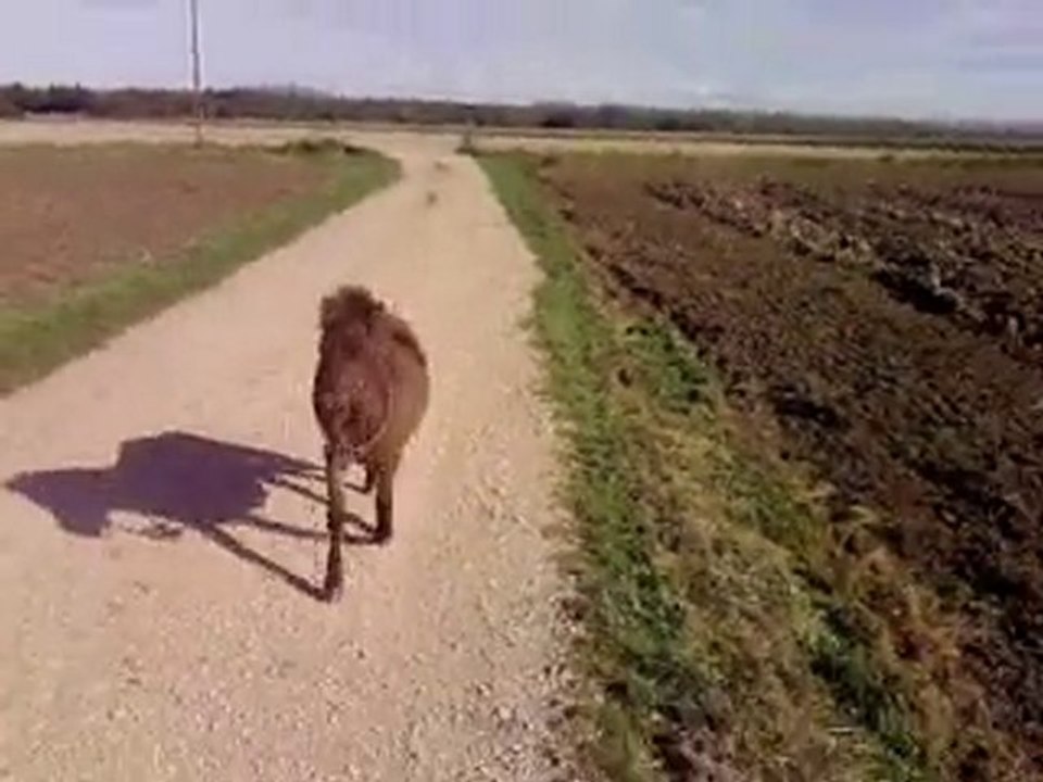 Balade avec Victoire en liberté