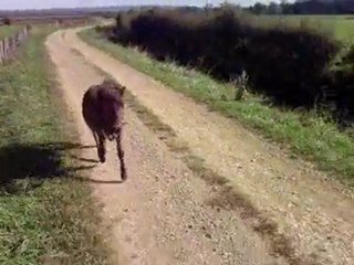Balade avec Victoire en liberté 2