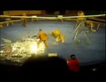 Lion attaque dresseur en plein spectacle (Cirque Ukraine)
