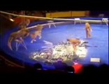 Ukraine- Vidéo un lion attaque son dresseur en plein cirque
