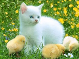 Lady And The Tramp -  The Siamese Cat Song