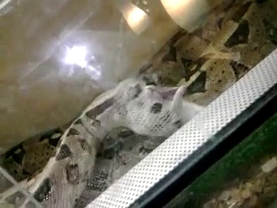 mon boa constrictor imperator de colombi