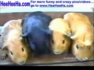 Americas Funniest Home Videos Funny Animal Compilation 1