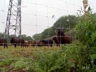 Tondeuses écolos pour la société RTE (Louisfert)