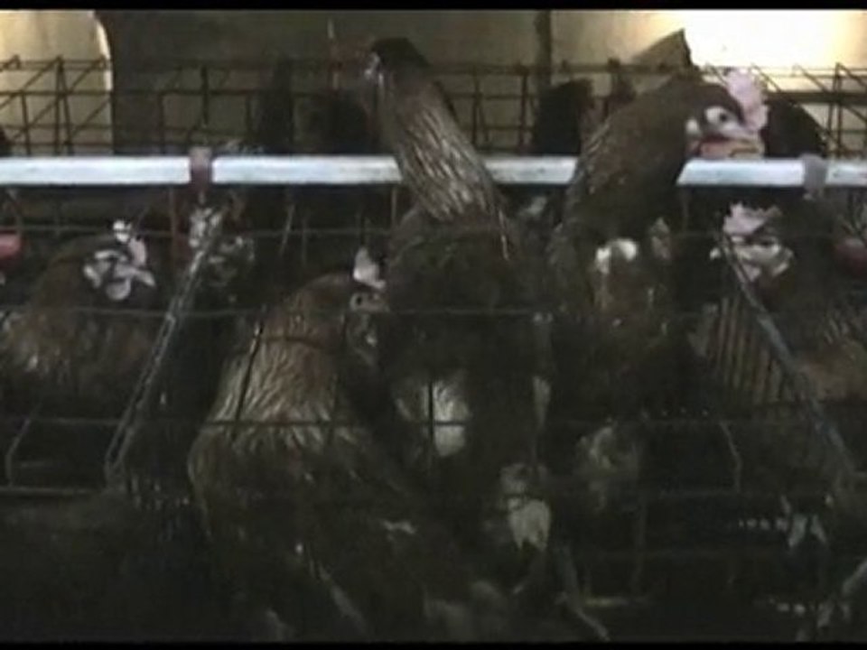 Ces animaux que tu manges Part.3-Les oeufs que tu manges