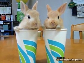 Two Bunnies in Cups