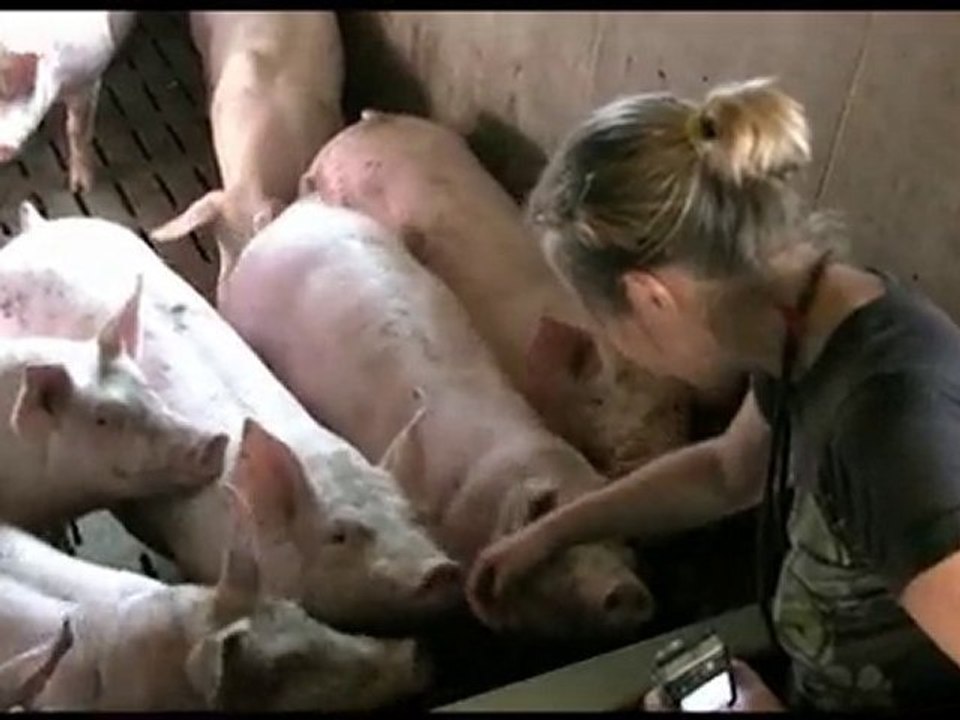 Ces animaux que tu manges Part.5-Les cochons que tu manges