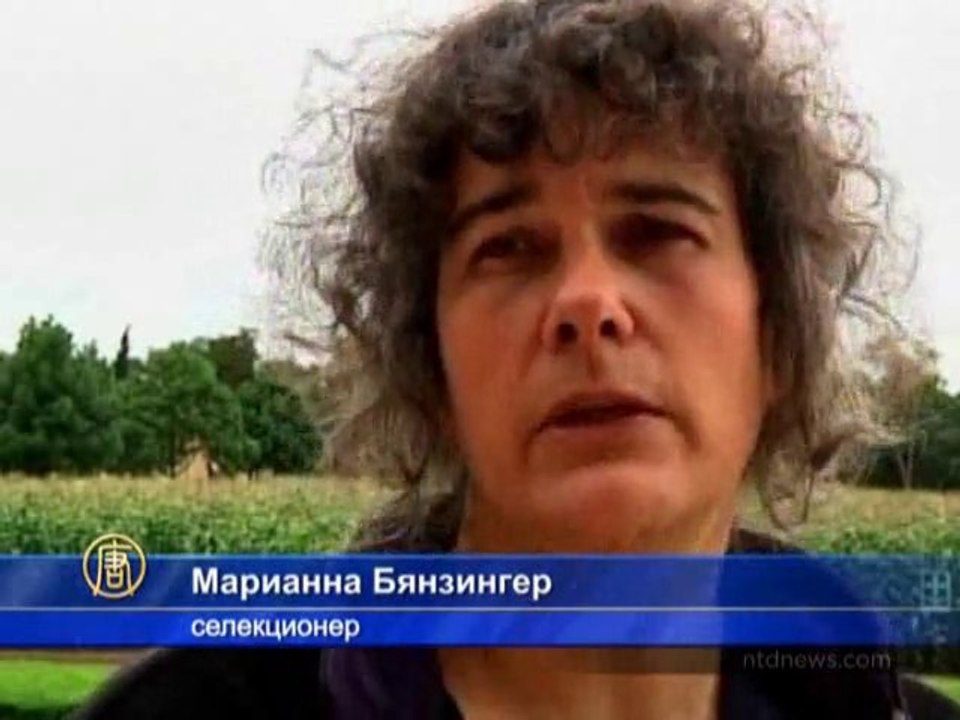 Древние семена злаковых защитят от неурожая
