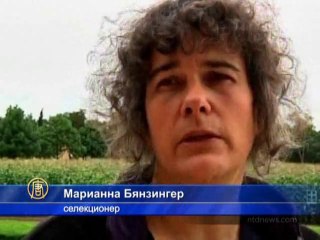 Древние семена злаковых защитят от неурожая