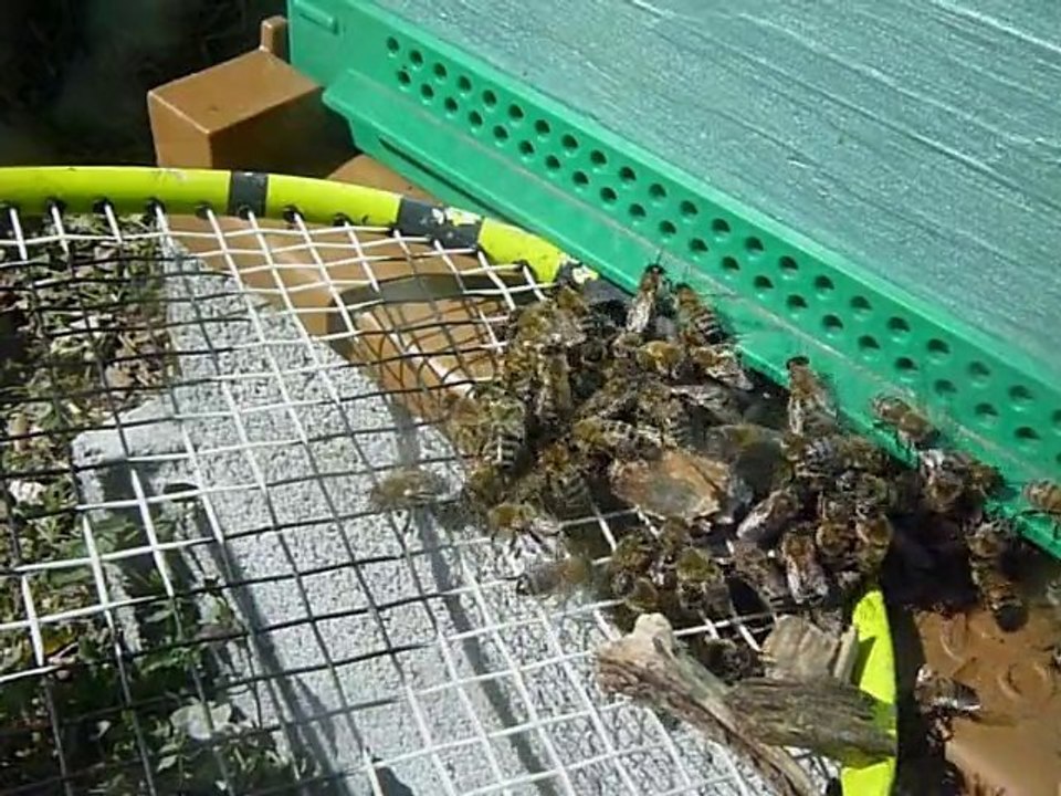 Frelon Asiatique a Balma