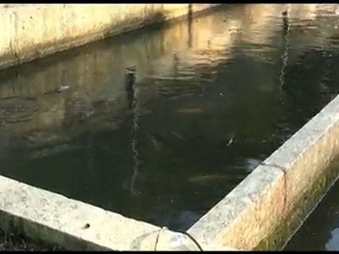 Ces animaux que tu manges Part.4- Les Poissons que tu manges