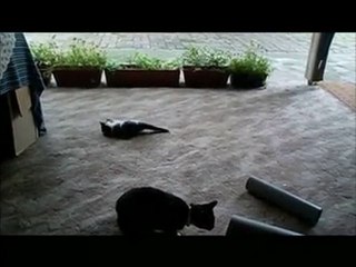 In die Röhre gucken