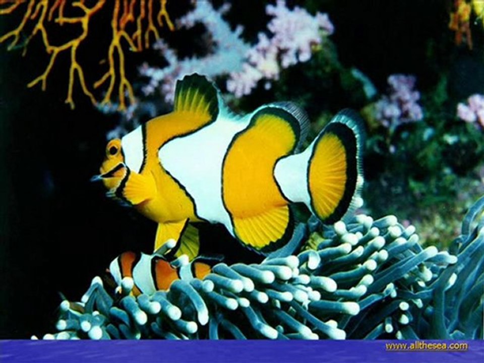 Deep Sea1