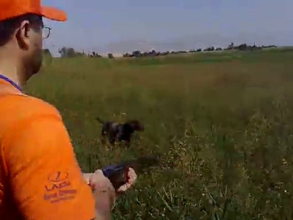 kurzhaar köpeğim marko ile bıldırcın avı