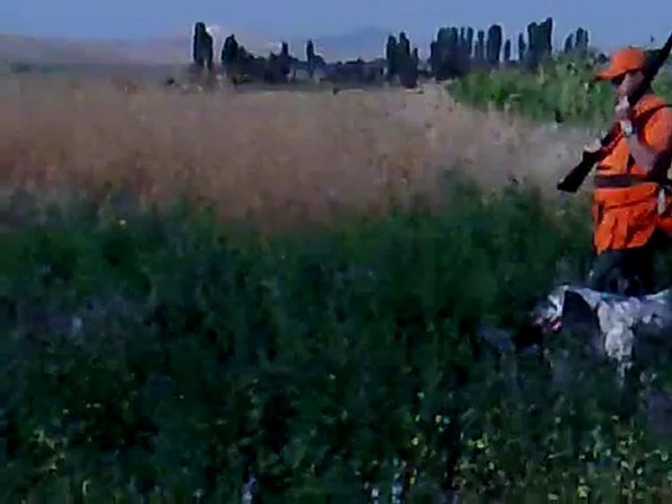 kurzhaar köpeğim marko ile bıldırcın avı 1