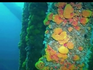 Underwater "Deadzone" emerges following oil spill