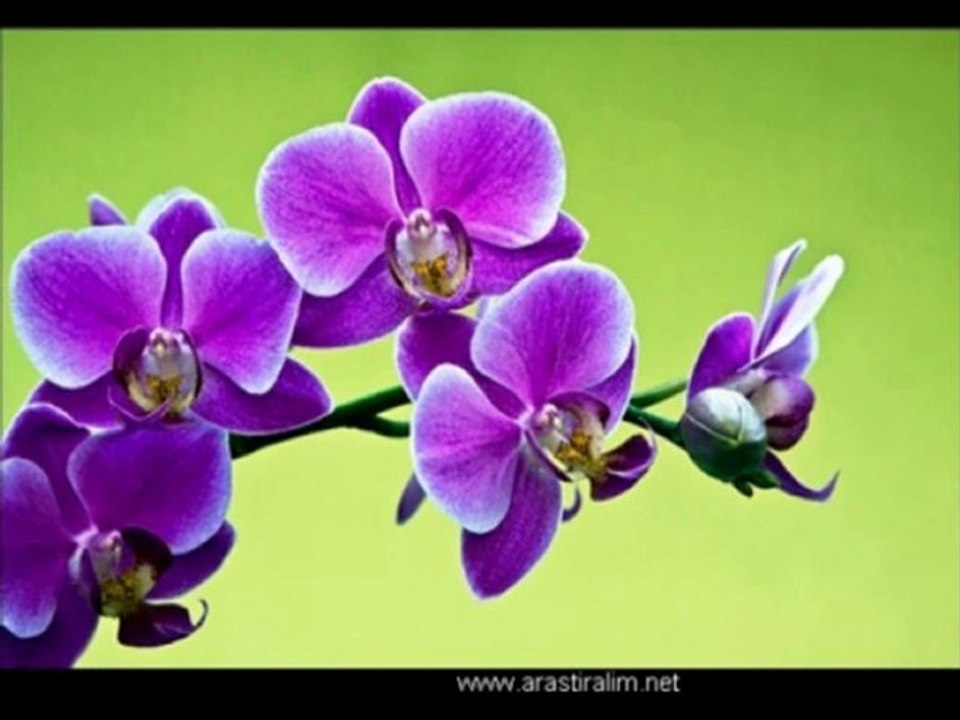 Serap Mutlu Akbulut-Göğsüme Çiçek Taktın Ellerinle