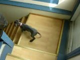 La cagnolina che ha paura delle scale