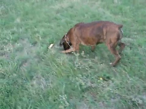 Desgayls Entraînement pistage RCI
