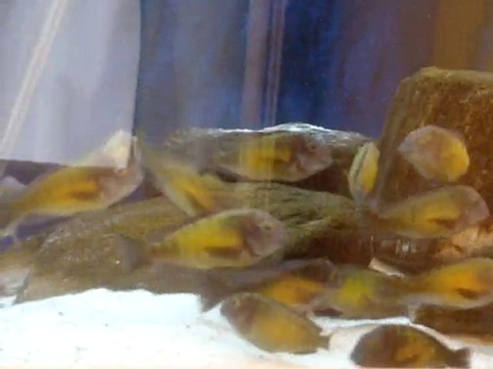 Tropheus Katoto