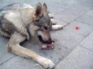 Angel geniet van zijn kippetje